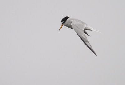 Smtrna [Little Tern] (IMG_3403)