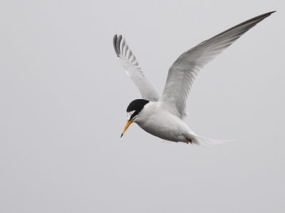 Smtrna [Little Tern] (IMG_3422)