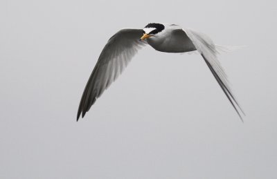 Smtrna [Little Tern] (IMG_3472)