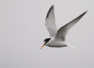Smtrna [Little Tern] (IMG_3478)