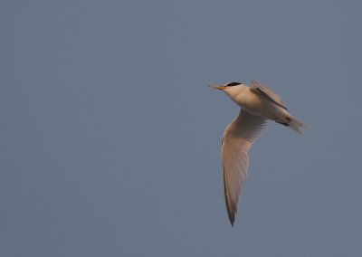 Smtrna [Little Tern] (IMG_4216)