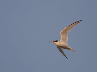 Smtrna [Little Tern] (IMG_4282)