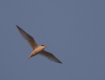 Smtrna [Little Tern] (IMG_4335)