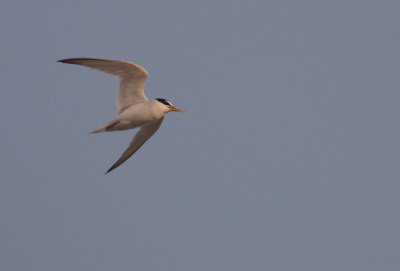 Smtrna [Little Tern] (IMG_4382)
