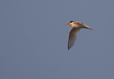 Smtrna [Little Tern] (IMG_4463)