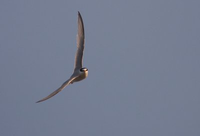 Smtrna [Little Tern] (IMG_4467)