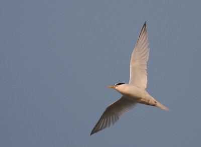 Smtrna [Little Tern] (IMG_4489)