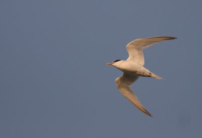 Smtrna [Little Tern] (IMG_4490)