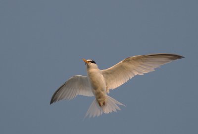 Smtrna [Little Tern] (IMG_4497)