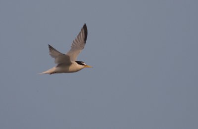 Smtrna [Little Tern] (IMG_4518)