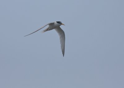 Smtrna [Little Tern] (IMG_8826)