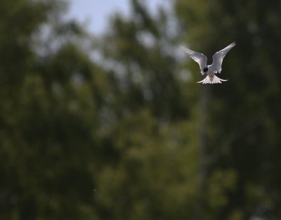 Smtrna [Little Tern] (IMG_8833)