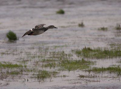 Snatterand [Gadwall] (IMG_6122)