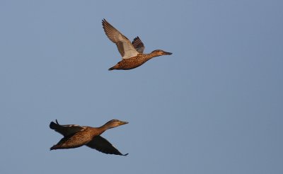 Snatterand [Gadwall] (IMG_8218)