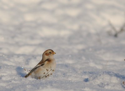 Snsparv [Snow Bunting] (IMG_8896)