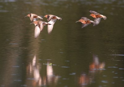 Spovsnppa [Curlew Sandpiper] (IMG_6301)