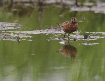 Spovsnppa [Curlew Sandpiper] (IMG_8609)