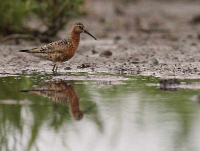 Spovsnppa [Curlew Sandpiper] (IMG_8709)