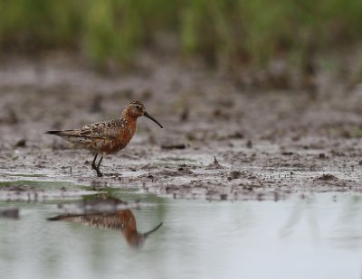 Spovsnppa [Curlew Sandpiper] (IMG_8735)