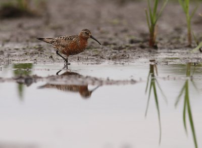 Spovsnppa [Curlew Sandpiper] (IMG_8810)