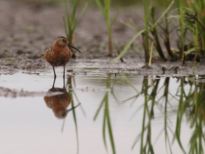 Spovsnppa [Curlew Sandpiper] (IMG_8825)