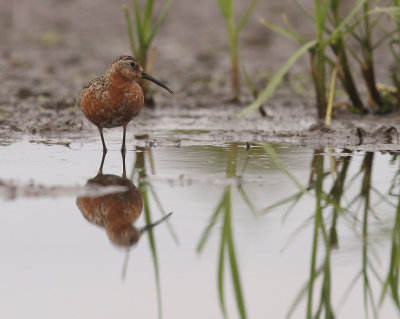 Spovsnppa [Curlew Sandpiper] (IMG_8831)