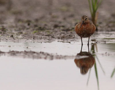 Spovsnppa [Curlew Sandpiper] (IMG_8833)