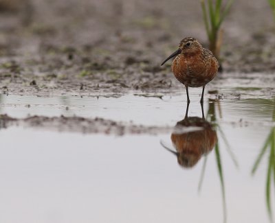 Spovsnppa [Curlew Sandpiper] (IMG_8834)