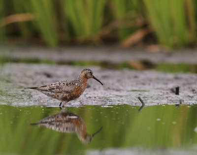 Spovsnppa [Curlew Sandpiper] (IMG_8891)