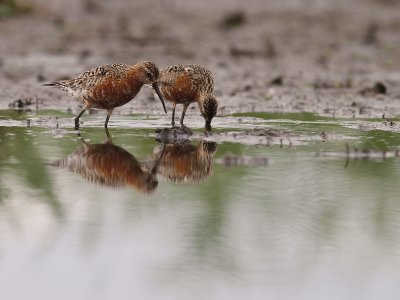 Spovsnppa [Curlew Sandpiper] (IMG_8921)