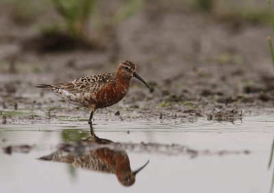 Spovsnppa [Curlew Sandpiper] (IMG_8935)