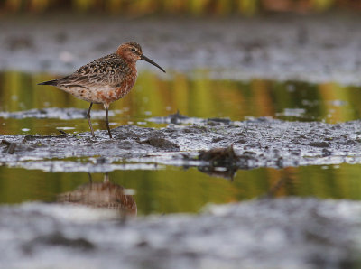Spovsnppa [Curlew Sandpiper] (IMG_8954)