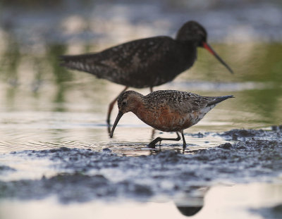 Spovsnppa [Curlew Sandpiper] (IMG_9085)