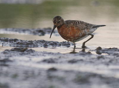 Spovsnppa [Curlew Sandpiper] (IMG_9142)