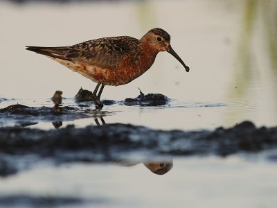Spovsnppa [Curlew Sandpiper] (IMG_9242)