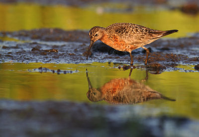 Spovsnppa [Curlew Sandpiper] (IMG_9283)