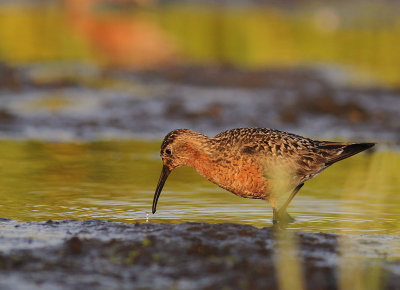 Spovsnppa [Curlew Sandpiper] (IMG_9299)