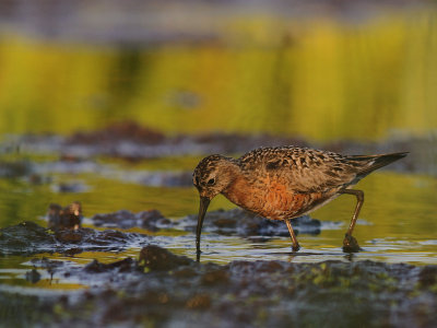 Spovsnppa [Curlew Sandpiper] (IMG_9306)