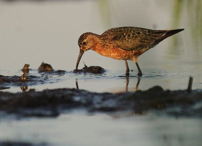 Spovsnppa [Curlew Sandpiper] (IMG_9317)