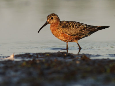 Spovsnppa [Curlew Sandpiper] (IMG_9330)