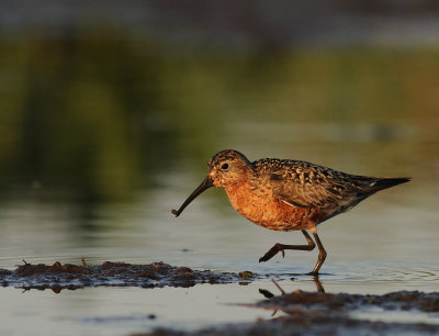 Spovsnppa [Curlew Sandpiper] (IMG_9336)