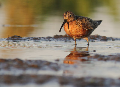 Spovsnppa [Curlew Sandpiper] (IMG_9341)