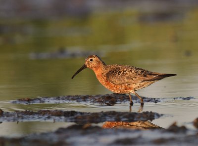Spovsnppa [Curlew Sandpiper] (IMG_9346)