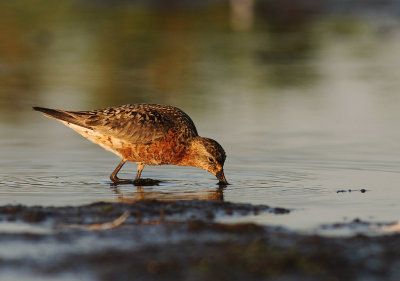 Spovsnppa [Curlew Sandpiper] (IMG_9355)