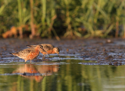 Spovsnppa [Curlew Sandpiper] (IMG_9437)