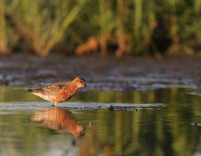 Spovsnppa [Curlew Sandpiper] (IMG_9444)