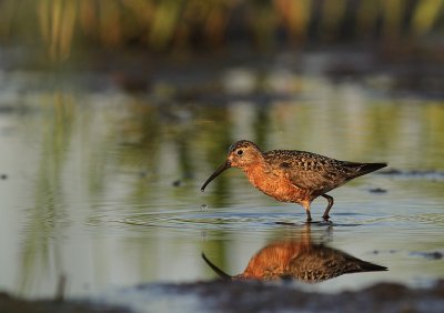 Spovsnppa [Curlew Sandpiper] (IMG_9473)