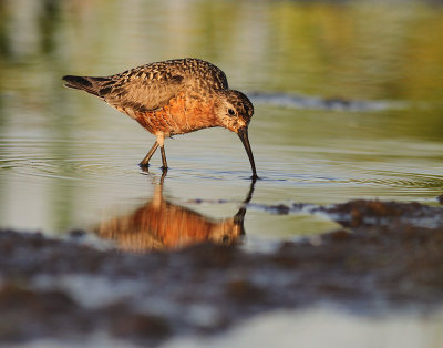 Spovsnppa [Curlew Sandpiper] (IMG_9476)