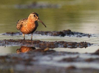 Spovsnppa [Curlew Sandpiper] (IMG_9514)