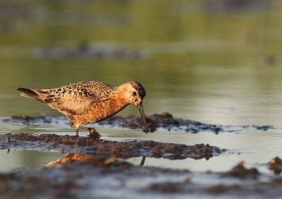 Spovsnppa [Curlew Sandpiper] (IMG_9517)